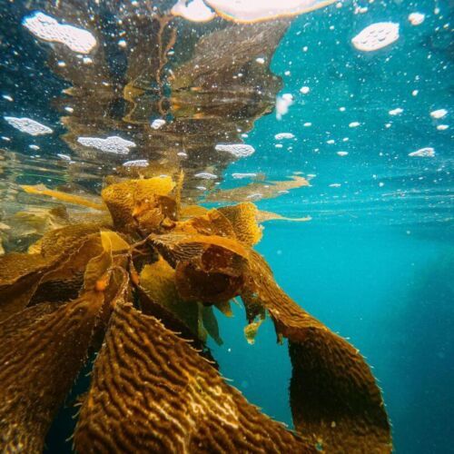 Bioróżnorodność na morzu, Sumatra i GluD