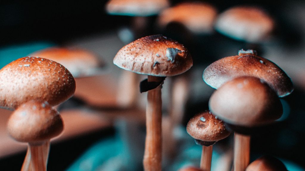 Jak Australia legalizuje psychodeliki. Czy to rewolucja w leczeniu psychiatrycznym?