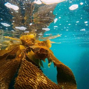 Bioróżnorodność na morzu, Sumatra i GluD