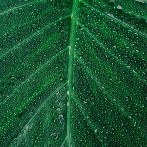 Runit Dome, Limpopo i strategia ciszy